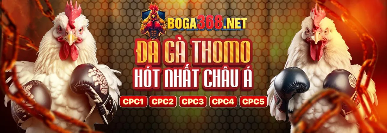 Đá gà trực tiếp sôi động tại trường đấu